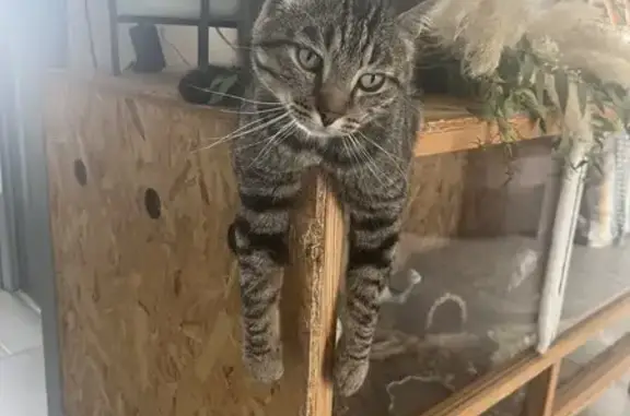 Chat perdu, , photo: Chat tigré perdu à Liposthey