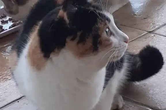Animaux perdus Marssac-sur-Tarn, photo: Chat Isabel perdu à Marssac