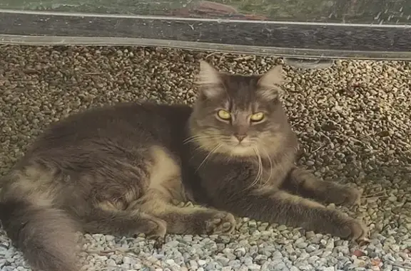 Animaux perdus , photo: Chatte Shiva perdue à Saint-Vincent