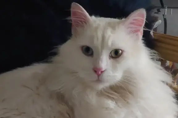 Animaux perdus Antibes, photo: Chat blanc mâle perdu à Antibes
