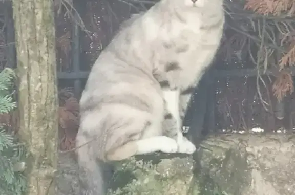 Chat perdu, La Baule-Escoublac, photo: Chatte Mimitte perdue à La Baule