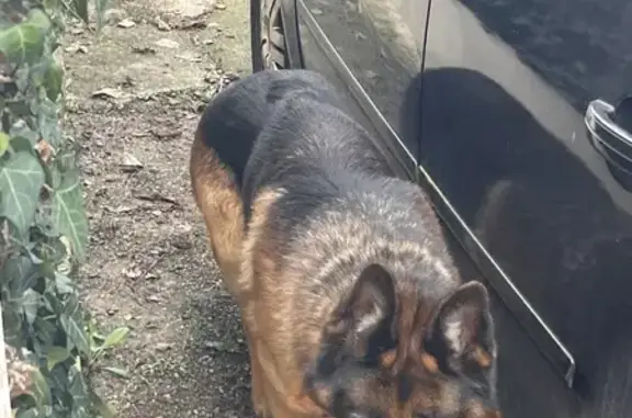 Chien perdu à Villeneuve retrouvé - photo