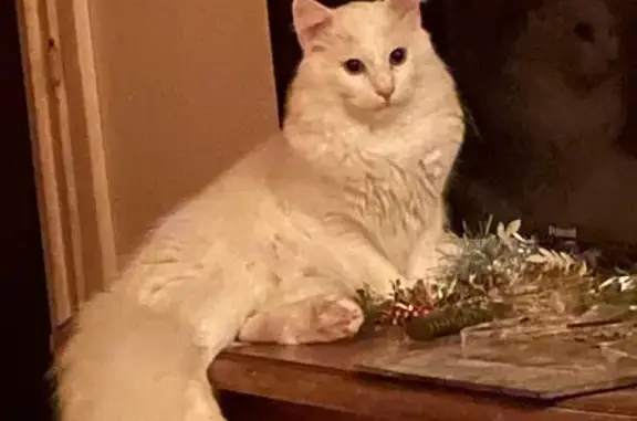 Animaux perdus Saint-Quentin, photo: Avis de recherche: Cléo, chat blanc