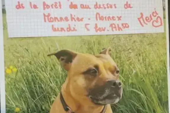 Chien perdu Monnetier-Mornex, photo : Staffie fauve perdue près de La Raide