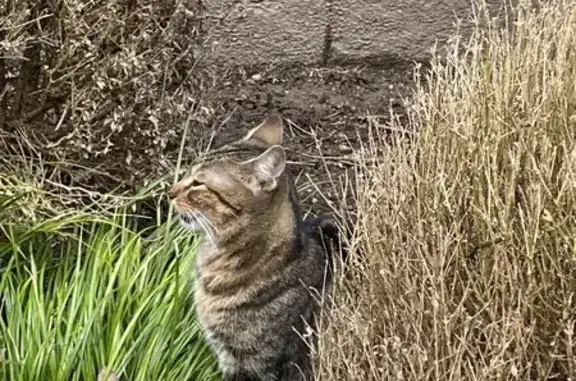 Chat tigré mâle perdu - La Souterraine - photo
