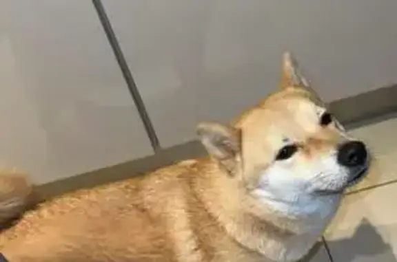 Animaux perdus Marseille Bompard, photo: Shiba beige perdu - Av. Poilus 240