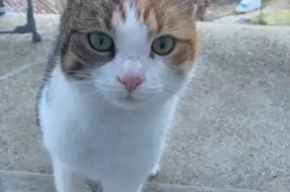 Chatte sociable perdue à Prayols - photo