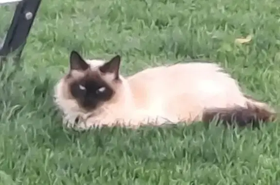 Animaux perdus , photo: Yzko, Birman tatoué perdu