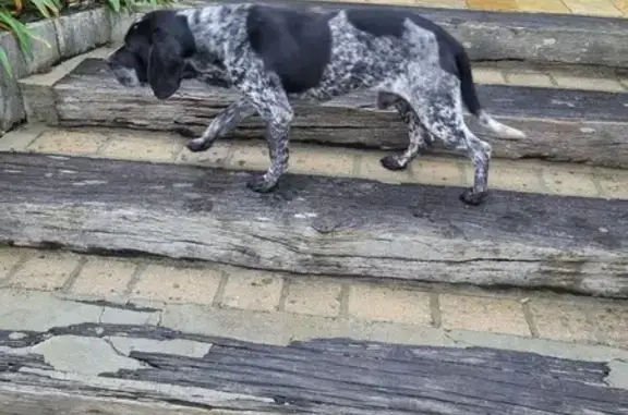 Chien épagneul perdu à Saint-Malo - photo