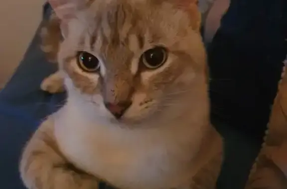Chat perdu, , photo: Chat blanc crème aux yeux bleus perdu