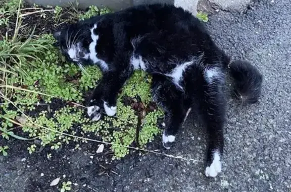 Animaux trouvés Lucé, photo: Chat noir et blanc décédé à Lucé