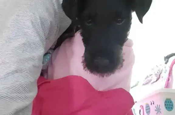 Animaux perdus , photo: Chienne jagd terrier perdue