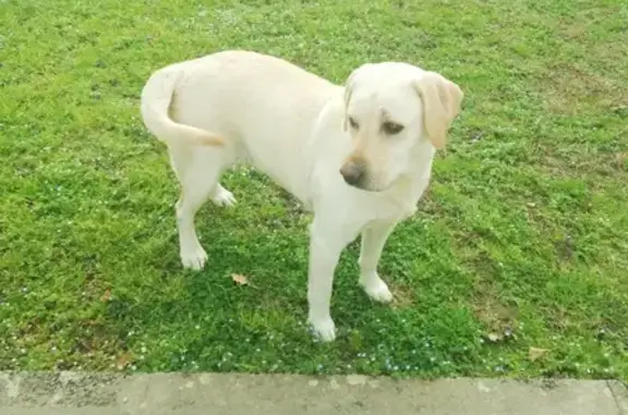 Labrador sable perdu à Lafitte - photo