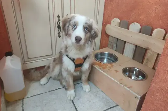 Chien perdu Peipin, photo : Rafi, chiot rouge merle perdu