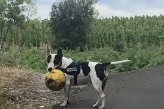 Chien perdu , photo : Chienne bull terrier perdue