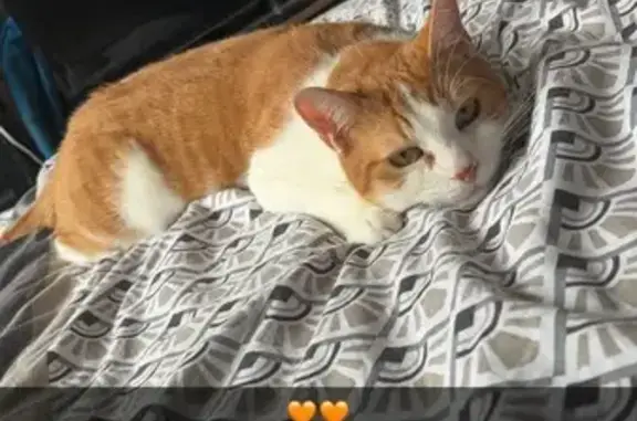 Chat perdu, Épinal, photo: Squichy, chat perdu à Épinal