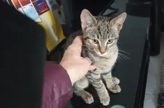 Chaton trouvé à Fay-aux-Loges - photo