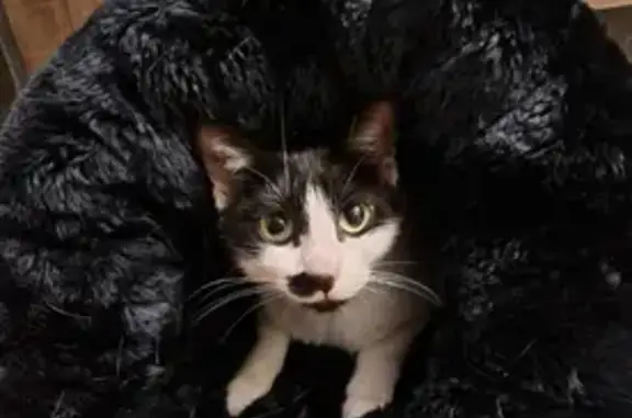 Chaton femelle maigre trouvé - photo