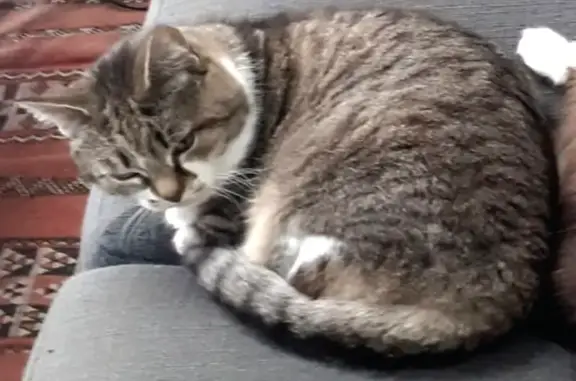 Animaux perdus Nantes, photo: Chatte Blanche perdue à Nantes