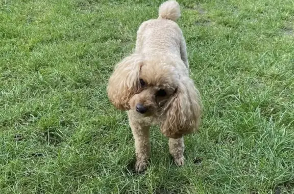 Chien perdu , photo : Caniche marron perdu - Blies