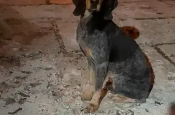 Chiot perdu noir/blanc affamé - photo