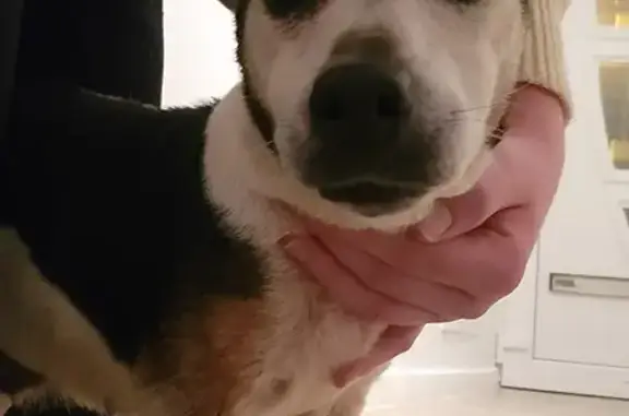 Chien type Jack Russel trouvé - photo
