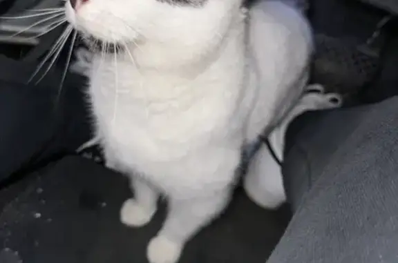Chat blanc tacheté trouvé à Montigny - photo