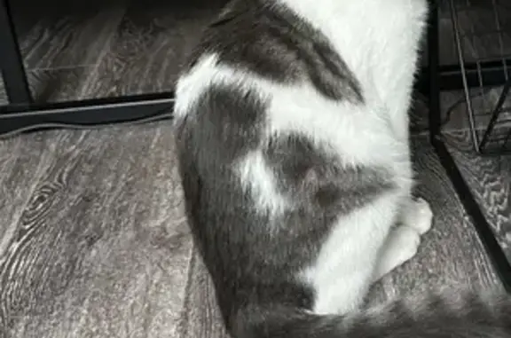 Chat perdu, Quéven, photo: Chat Ori perdu à Quéven