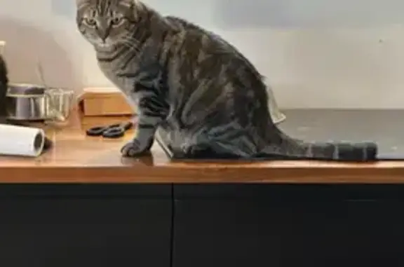 Animaux perdus Solliès-Toucas, photo: Chat tigré perdu à Solliès-Toucas