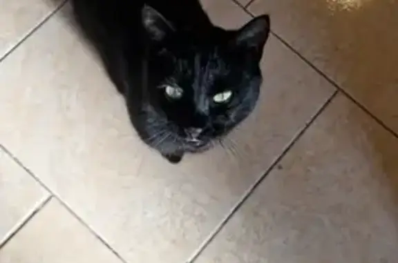 Animaux perdus Saint-Savin, photo: Oreo, chat noir perdu, Saint-Savin