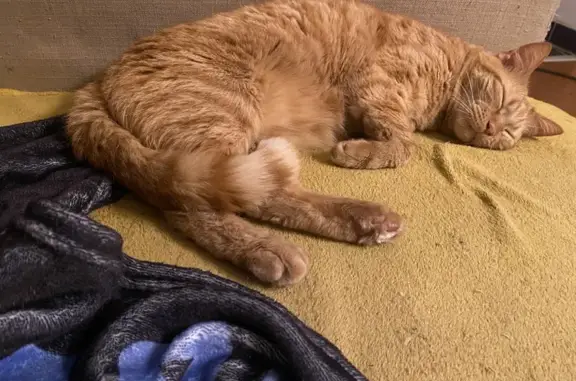 Animaux perdus Mayet, photo: Chat roux perdu à Mayet