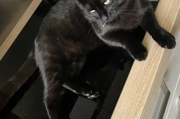 Animaux perdus Le Mans, photo: Chat noir tigré perdu - Le Mans