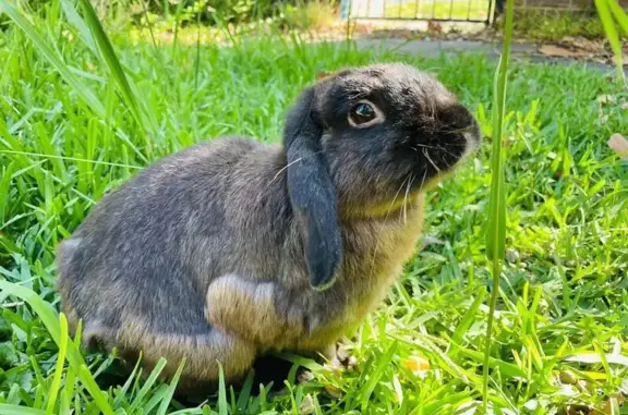 Lost Male Lop Rabbit in Boroon...