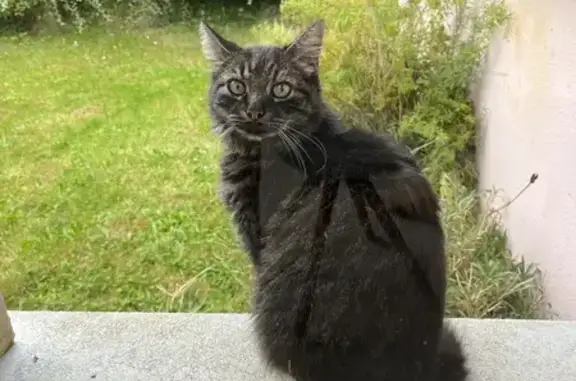 Animaux perdus Turretot, photo: Chat perdu à Turretot - Non pucé