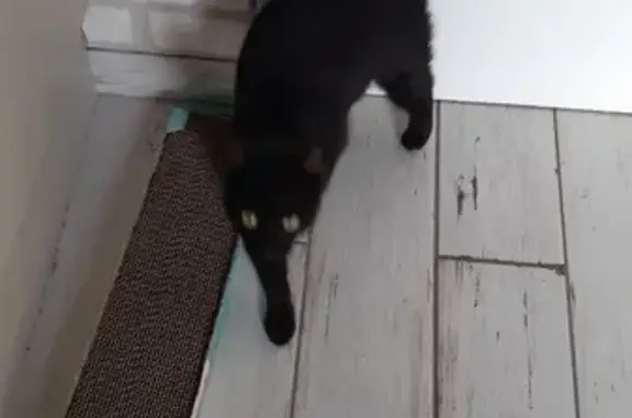 Chaton noir affectueux trouvé - photo