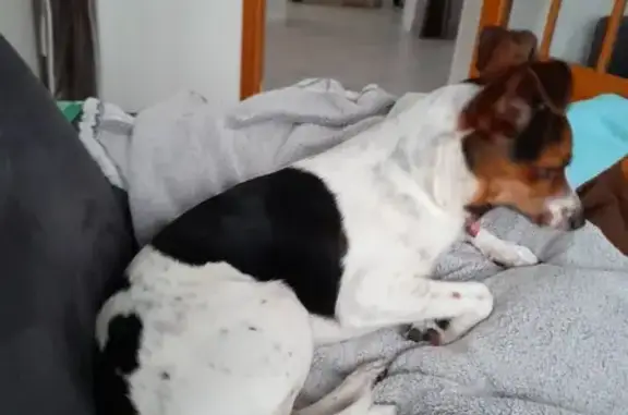 Chien mâle perdu à Montigny - photo
