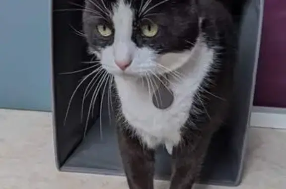 Animaux perdus Concarneau, photo: Chat Filou perdu - Concarneau