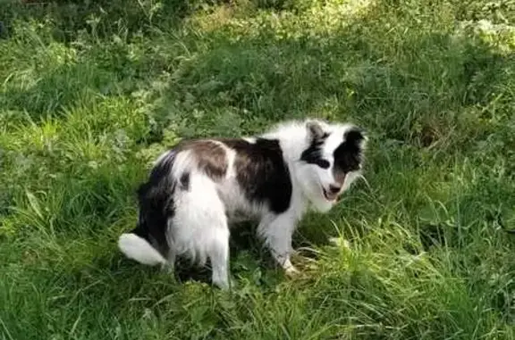 Animaux perdus , photo: Alerte: Border Collie Tina disparue