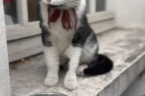 Chat blanc et noir perdu à Paris - photo