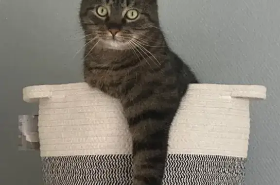 Animaux perdus Ouistreham, photo: Chat tigré Rocket perdu à Ouistreham