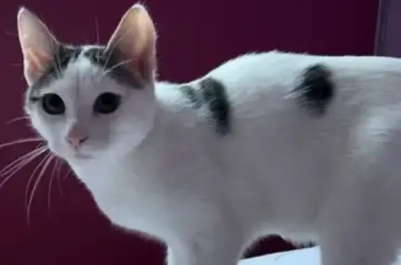 Chat perdu, La Cluse-et-Mijoux, photo: Chat Stitch disparu, La Cluse