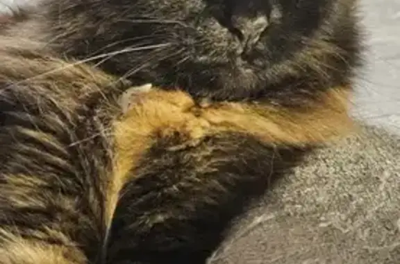 Lost Tortie Cat: Senior & Microchipped - Help!