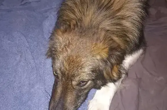 Trouvée: Chiot femelle marron/blanc - photo