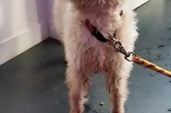 Chien griffon sociable trouvé - photo