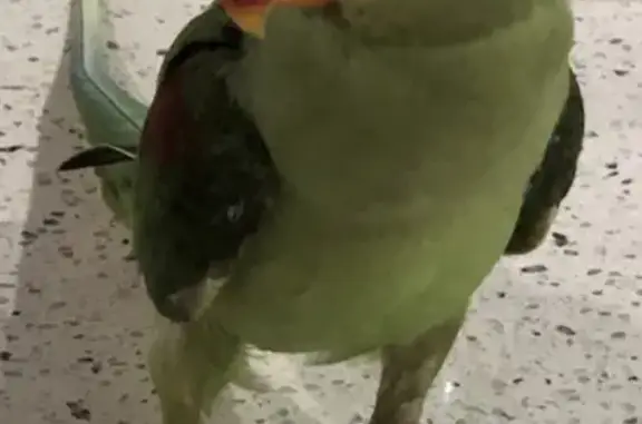 Lost Female Alexandrine Parrot - Wyndham!