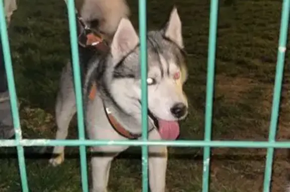 Chien trouvé Toulouse, photo: Husky mâle perdu, harnais orange