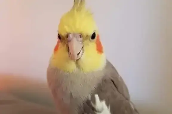 Lost Cockatiel: Grey Wings & Yellow Head!