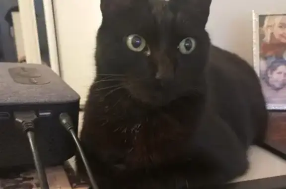 Chat noir suiveur trouvé à Bordeaux - photo