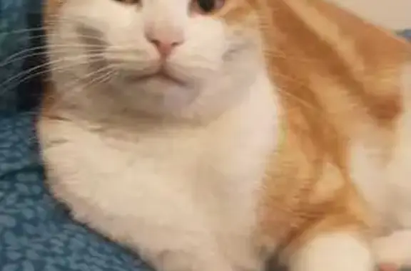 Animaux perdus Créteil, photo: Chat roux perdu, Créteil