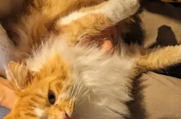 Chat roux et blanc perdu? - photo